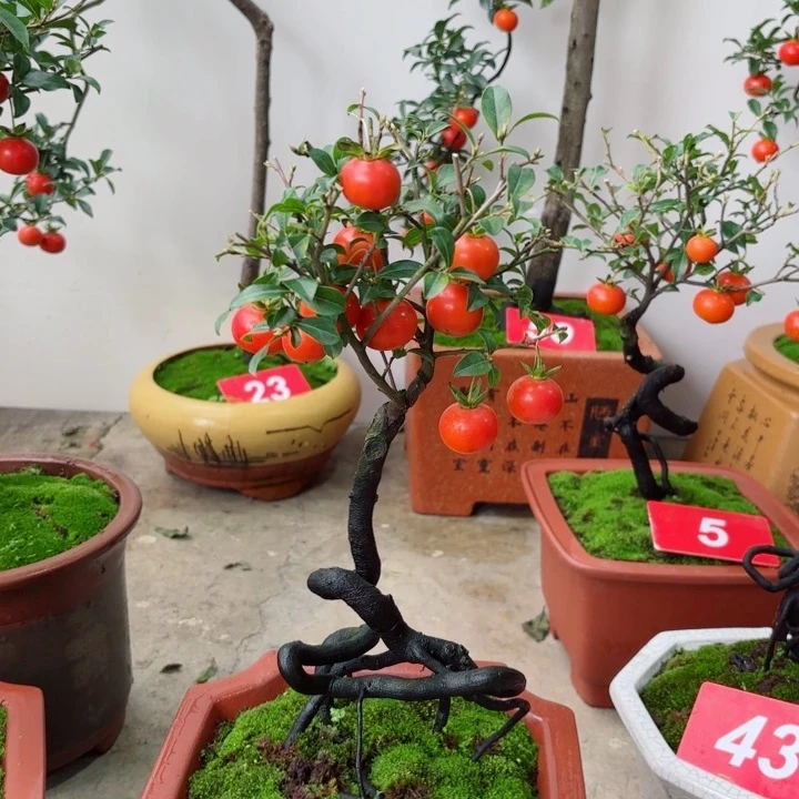无花朵真**起金弹子盆景树