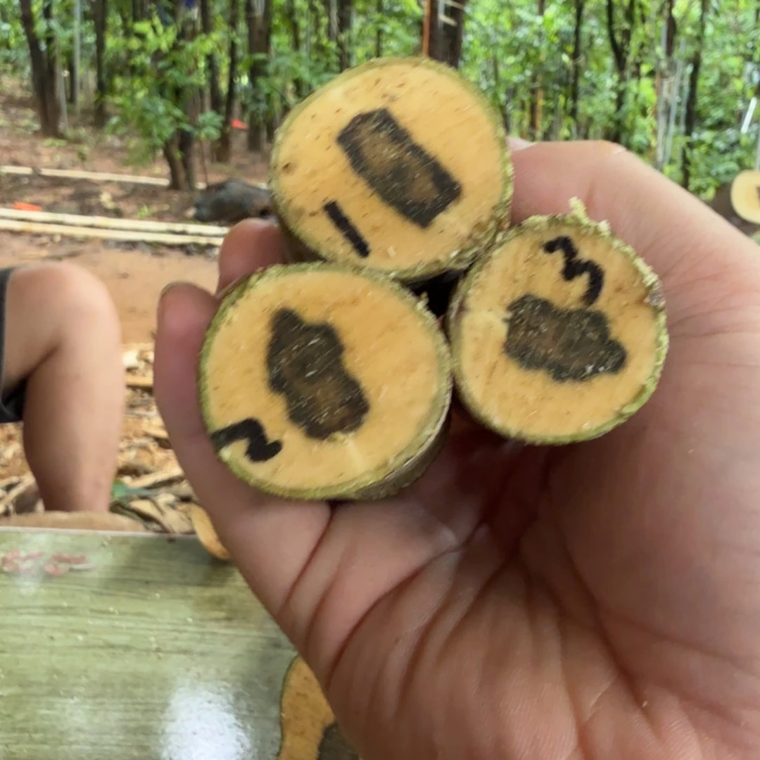 线香奇楠沉香原木