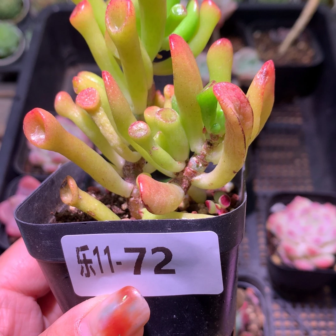 乐然11-72 吸财树