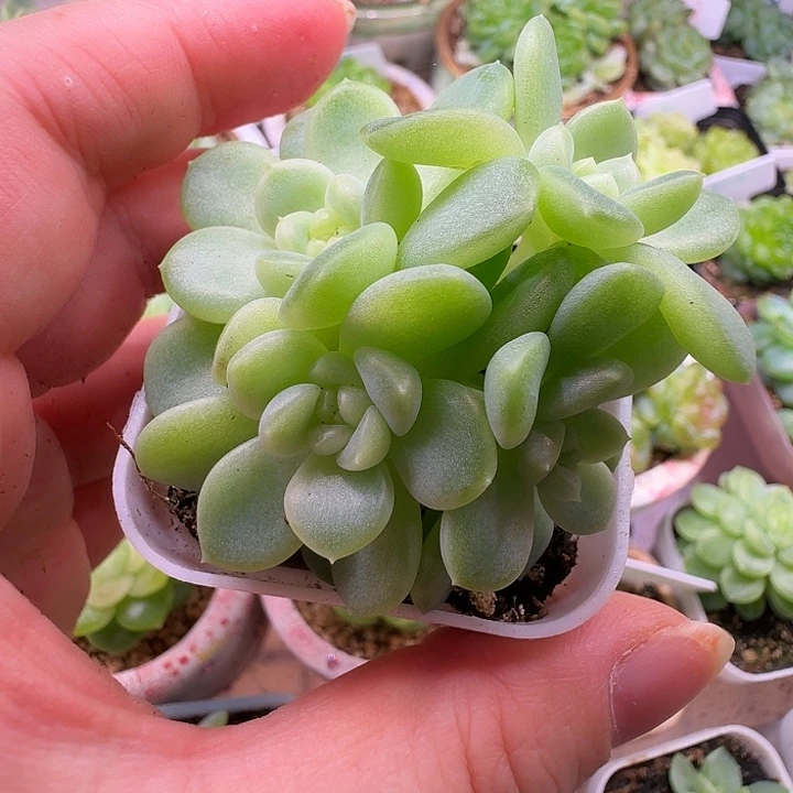 财富密码现金小v专拍