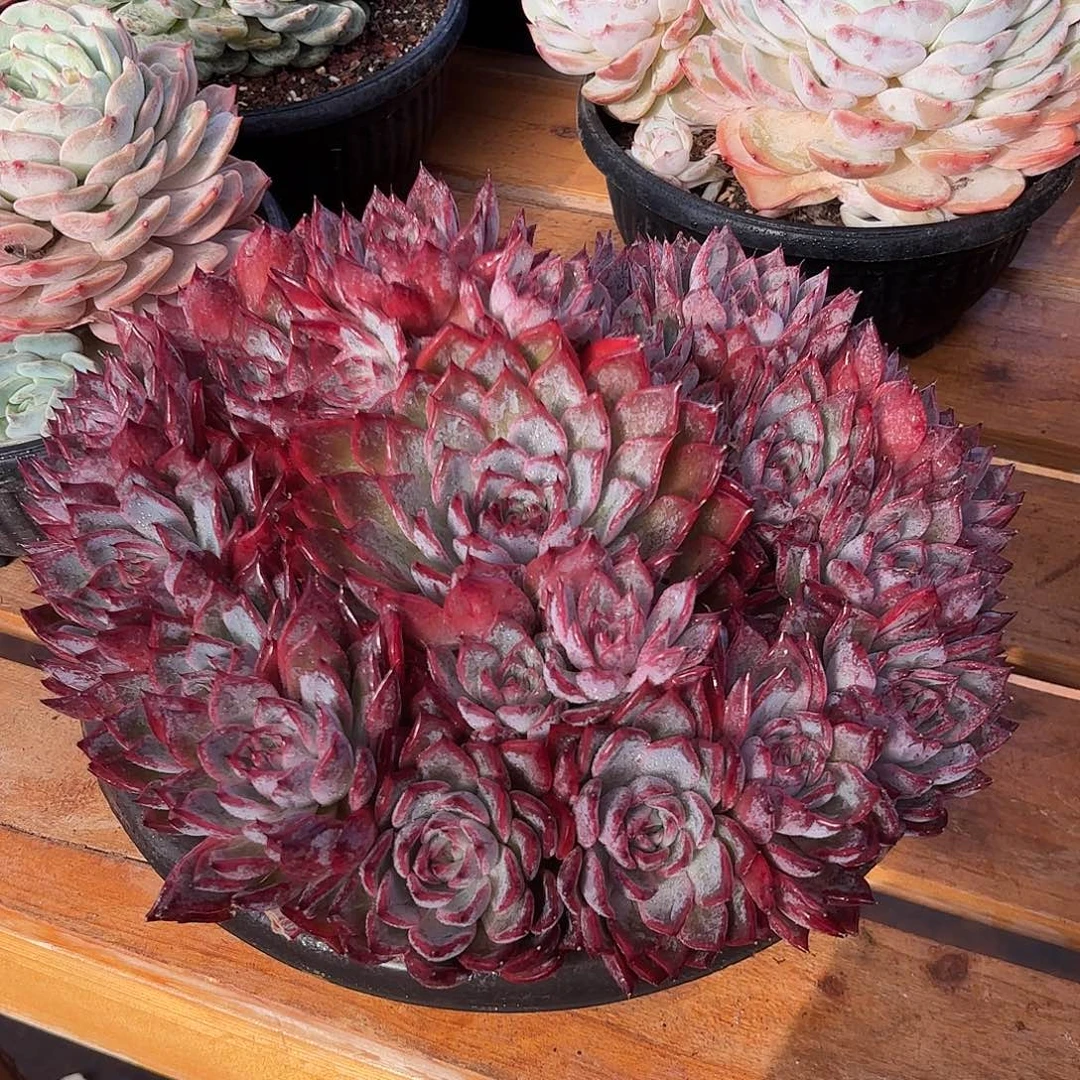 黑天鹅多肉植物多肉