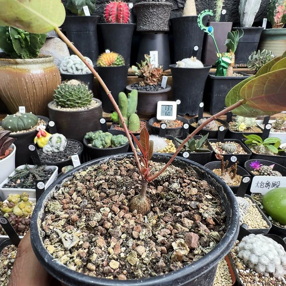 奇异油甘脱土发货