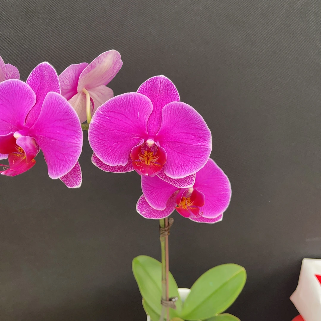 森境【恭喜发财】蝴蝶兰（完全开花）