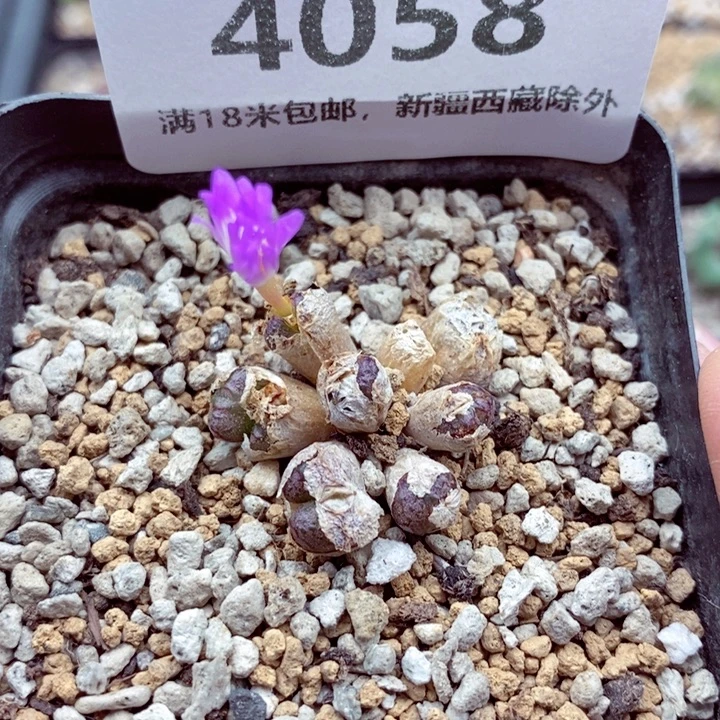 4058。