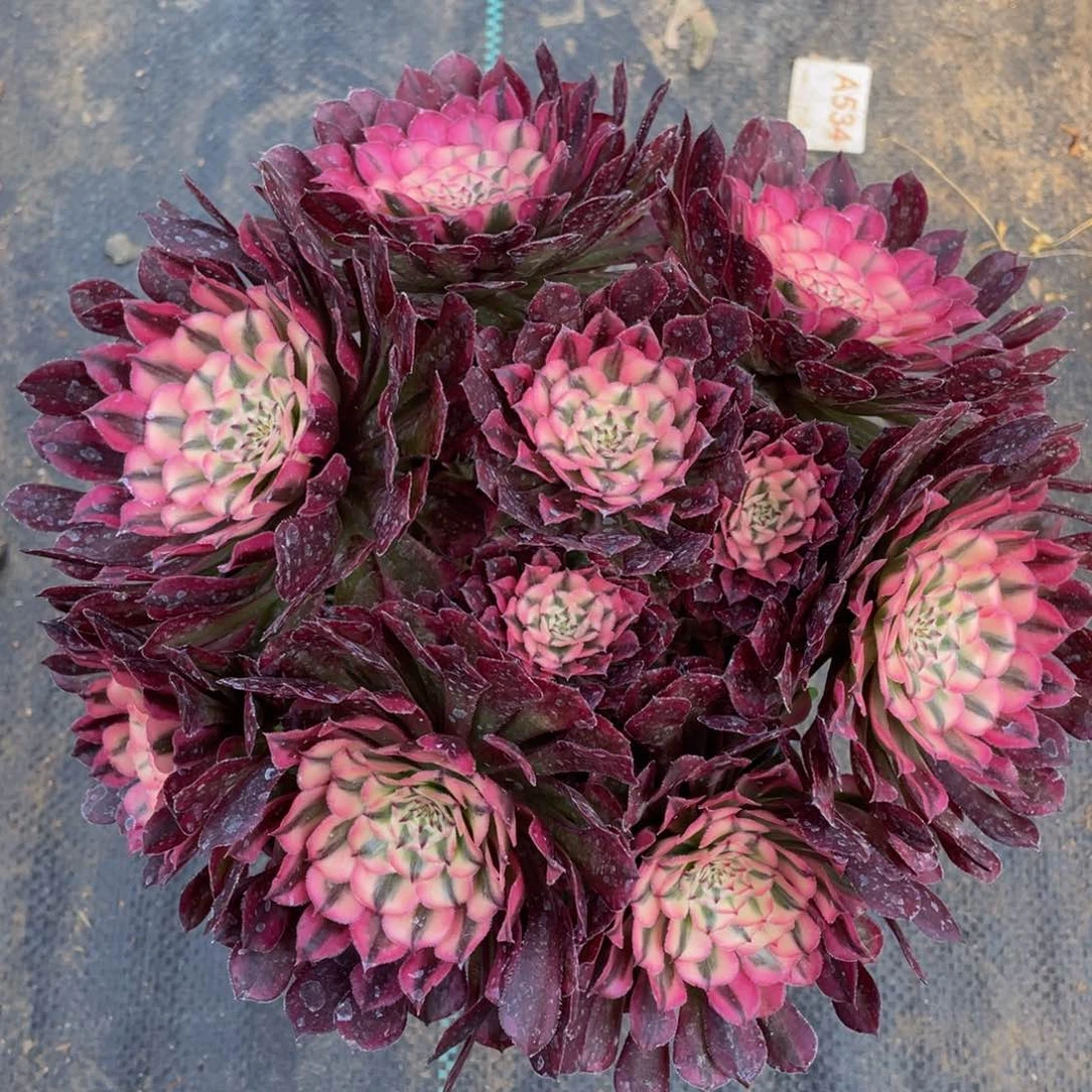 122红铜超白锦精品法师多肉