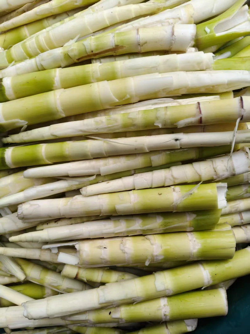 贵州仙人山水竹笋