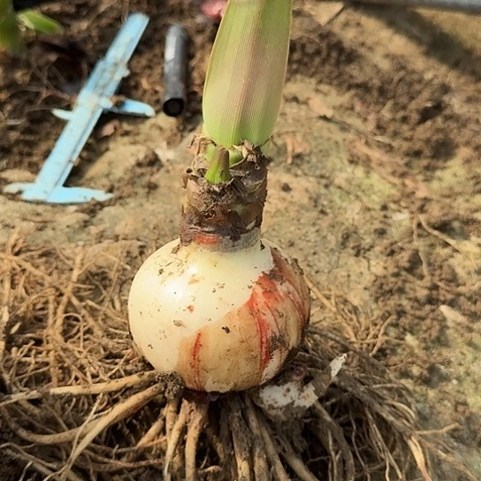 滑稽演员7.5-8厘米单球带花剑包对版