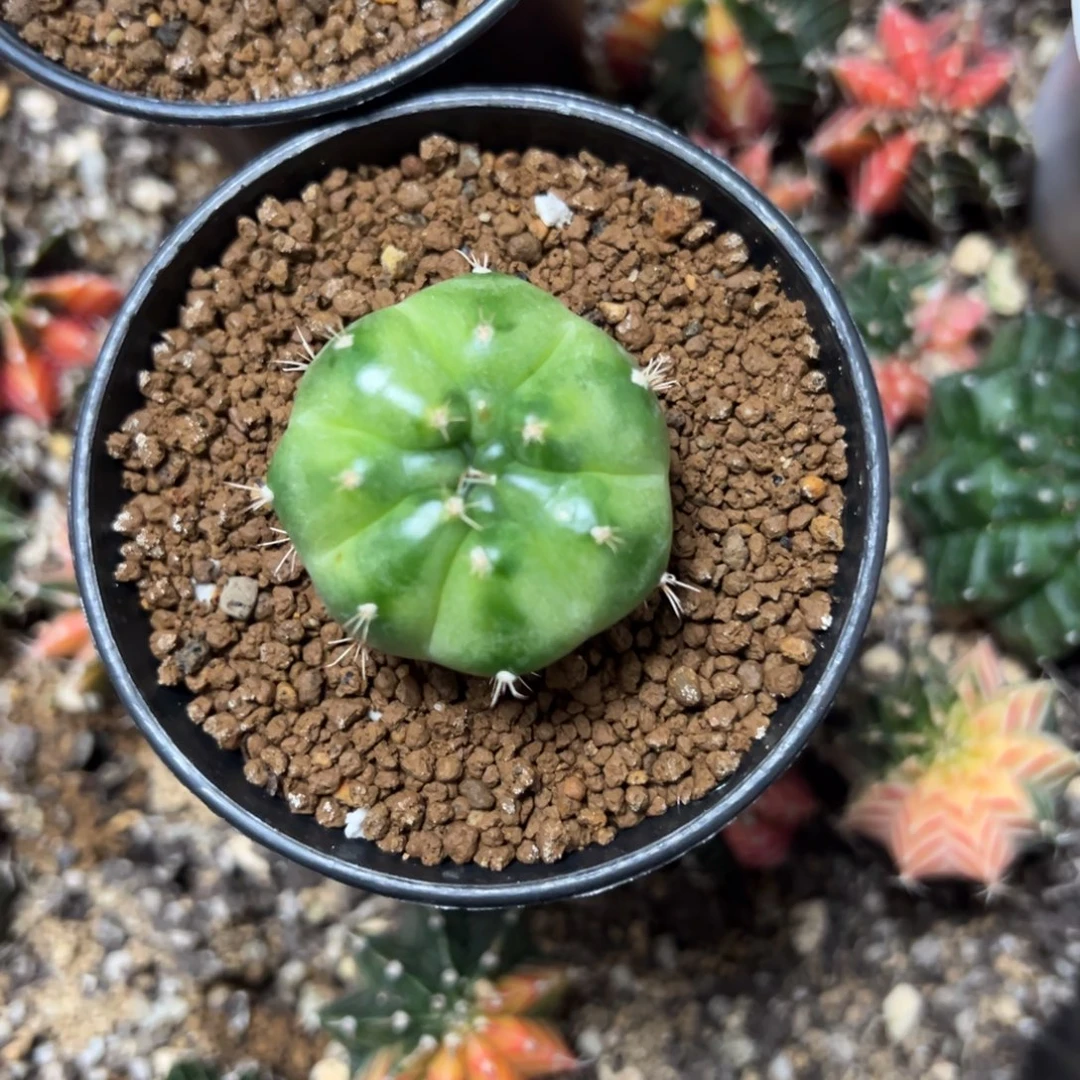青苹果侧芽自根带盆土发货