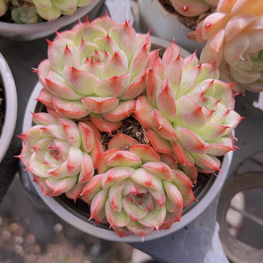 美尼9公分9888888