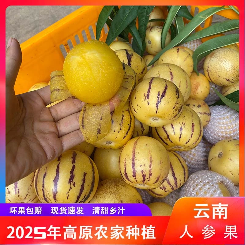 云南当季新鲜圆七彩黄肉皮薄肉厚清甜多汁树上熟石林人参果2025年