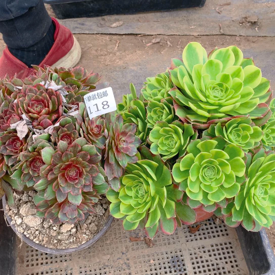 118法师组合老桩多肉