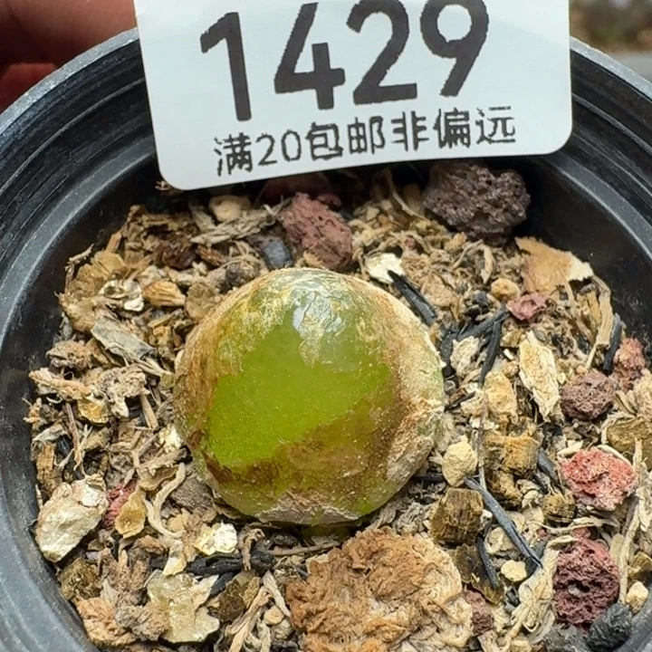 灯泡1.7带盆土。