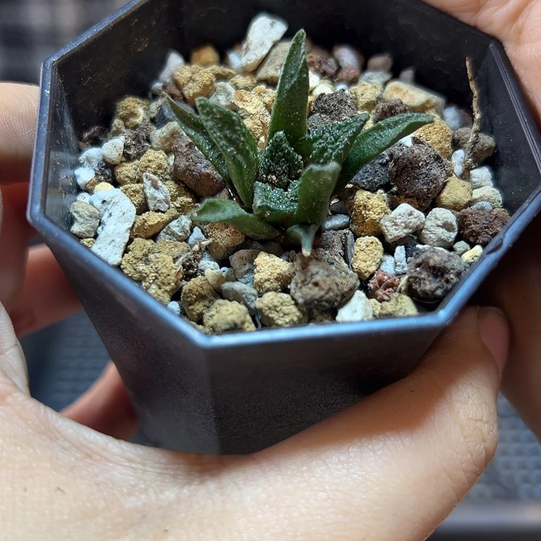 实生辛盾牡丹2.5公分叶展