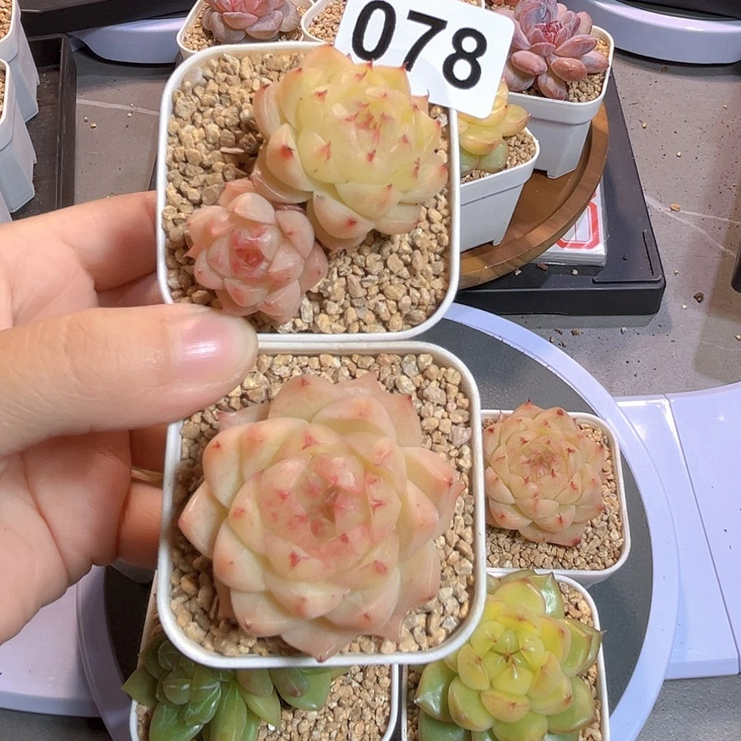 饼***呐078一物一拍 珍妮精选2