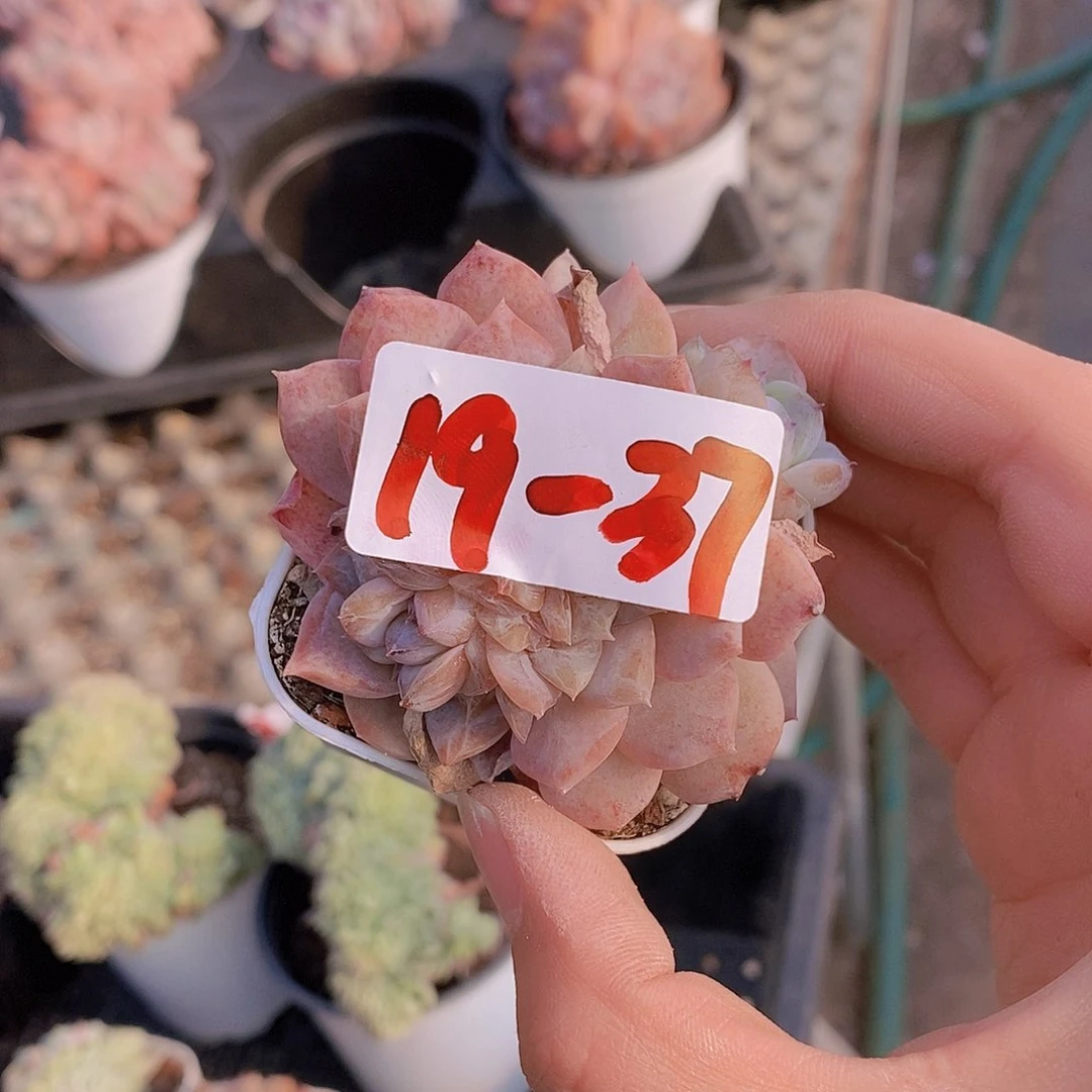 19-37糖心冰魄福利一颗一物一拍