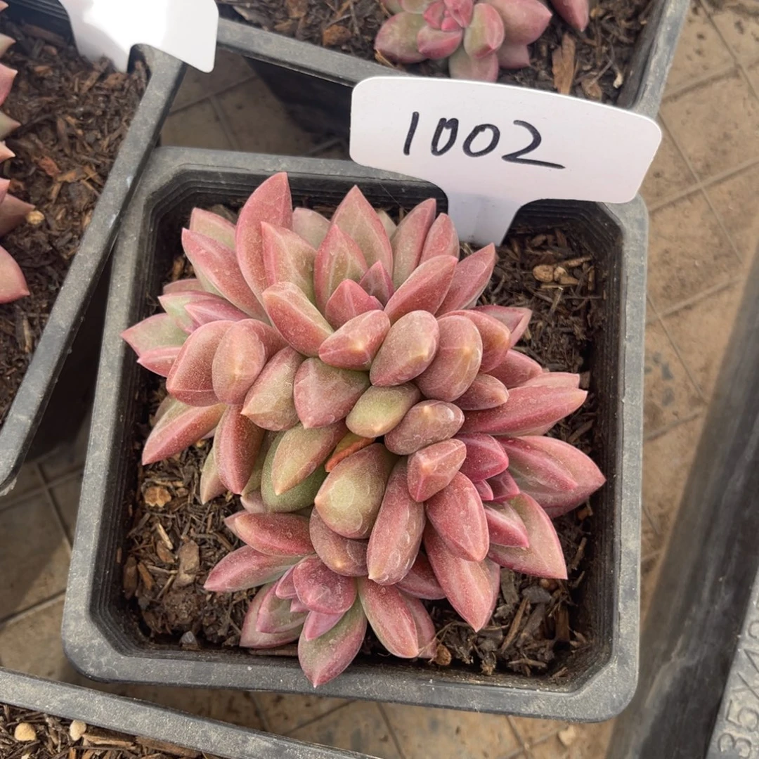 老阿姨花卉一物一拍1002