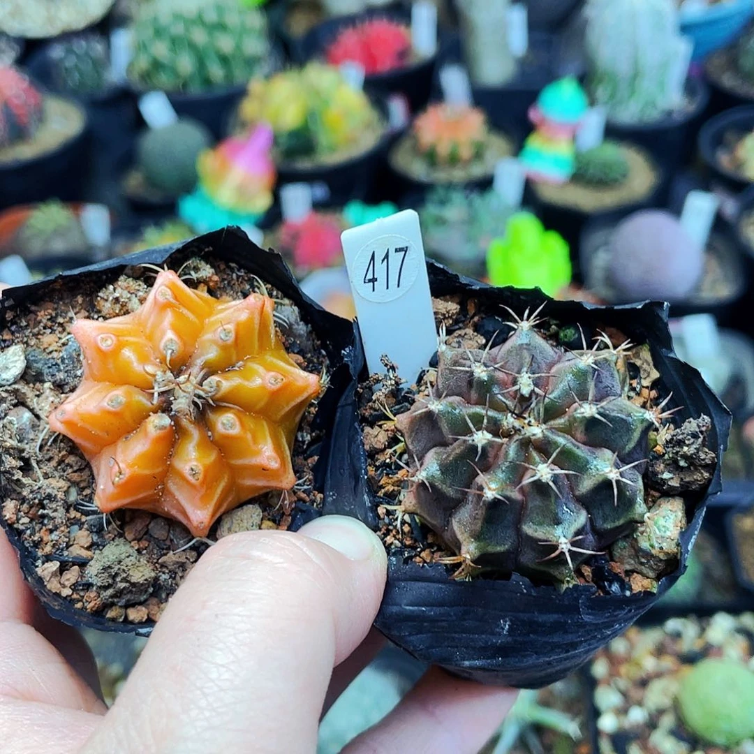 非偏远地区满25包邮仙人球