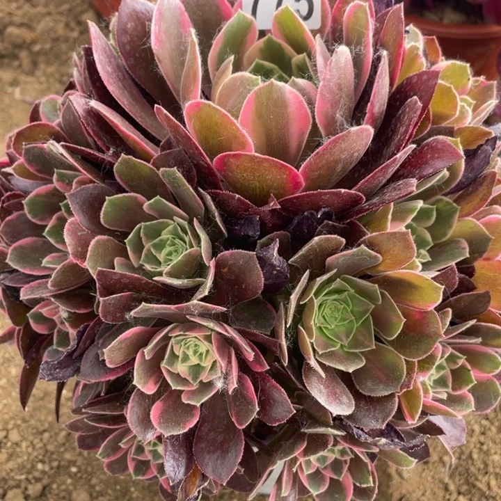 775多肉植物女妖