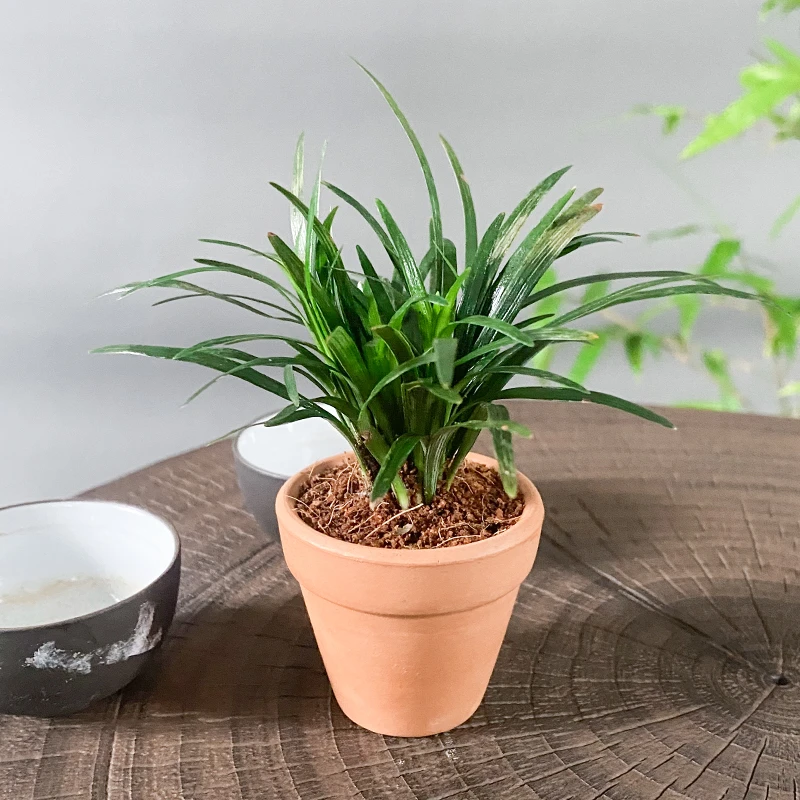 文人菖蒲 小盆栽