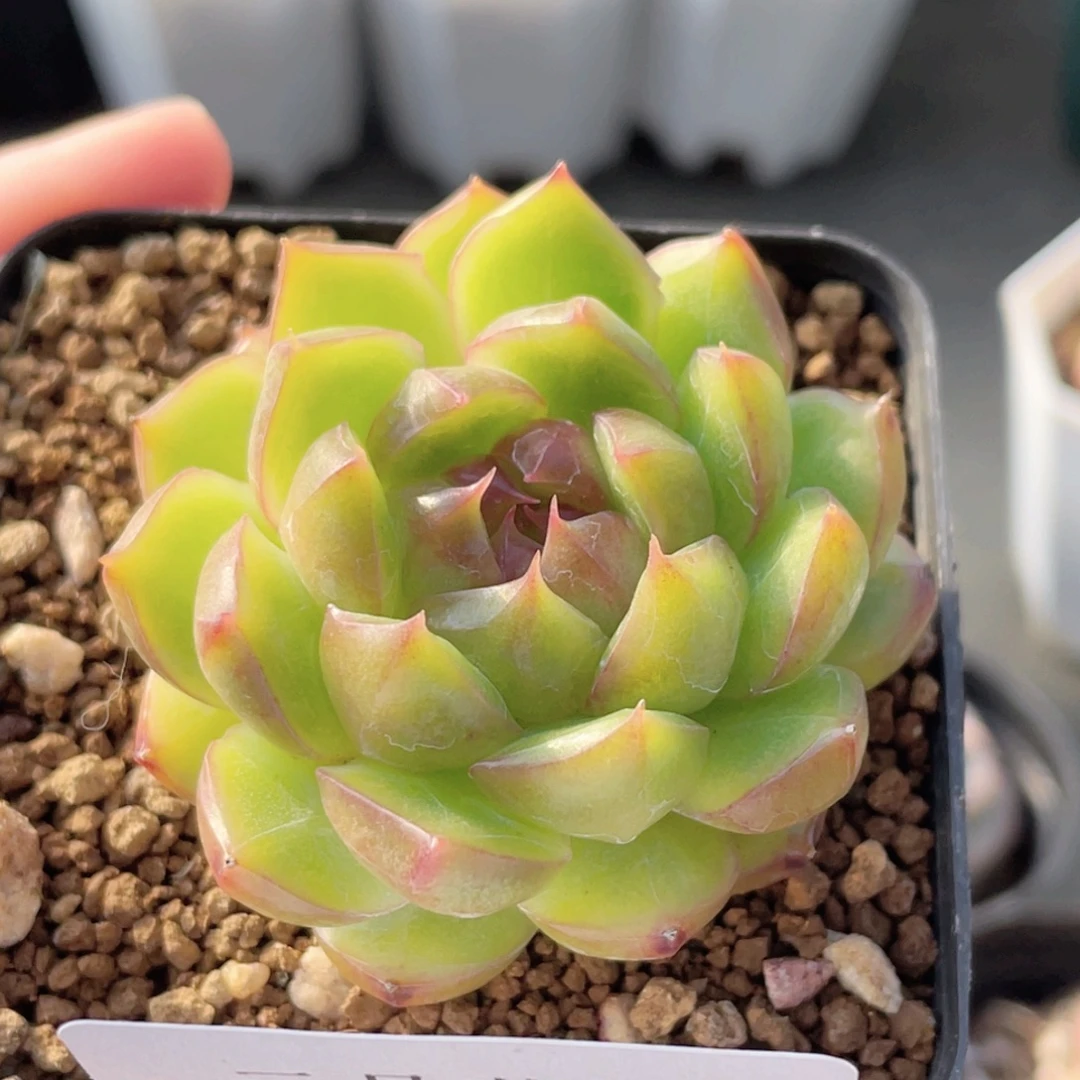 182号糖心冰心珍妮 果冻糖