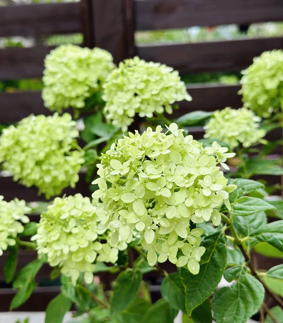 活力青柠圆锥绣球2加仑 前期白色 秋色变浅粉 带花苞发货