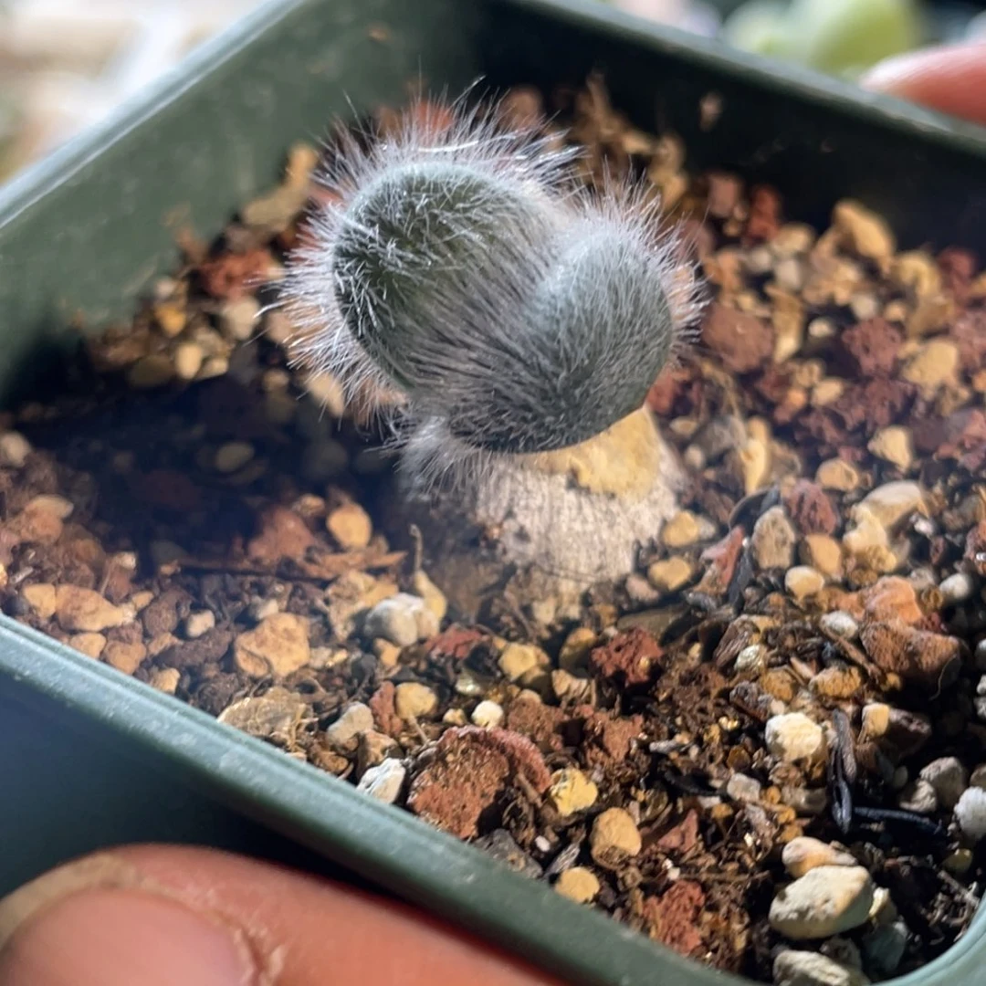 2cm大球毛叶苔花石蒜植物一物一拍