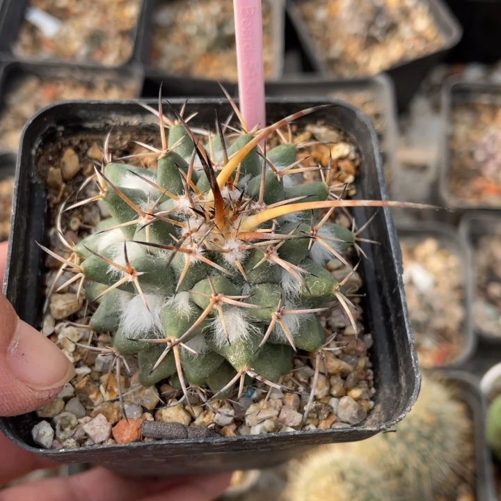 玉***实生瓦格那260000000