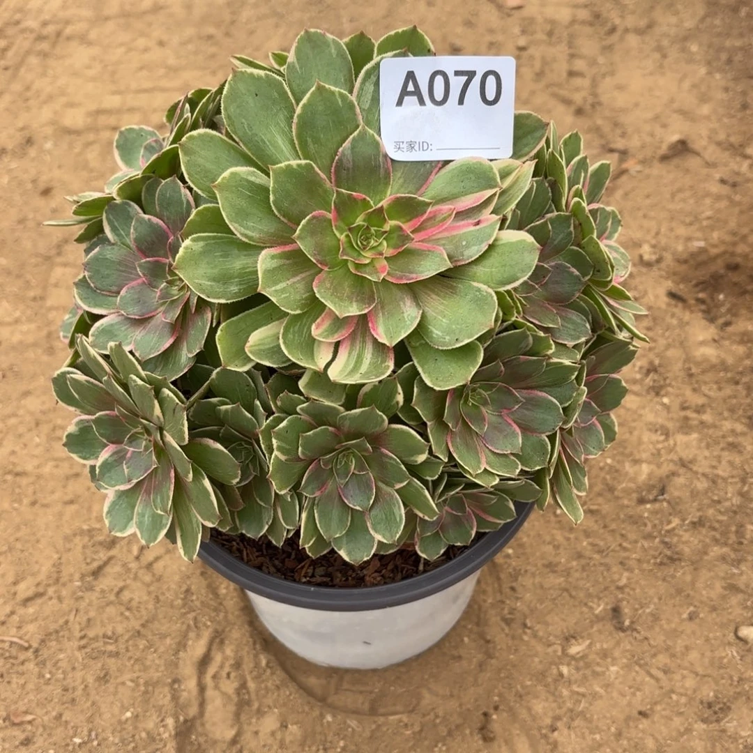 莲花座断枝不包70