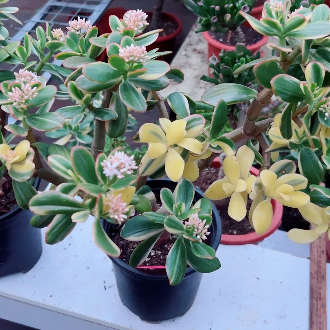 阳***烂稀有三色花月白锦带盆发货3319