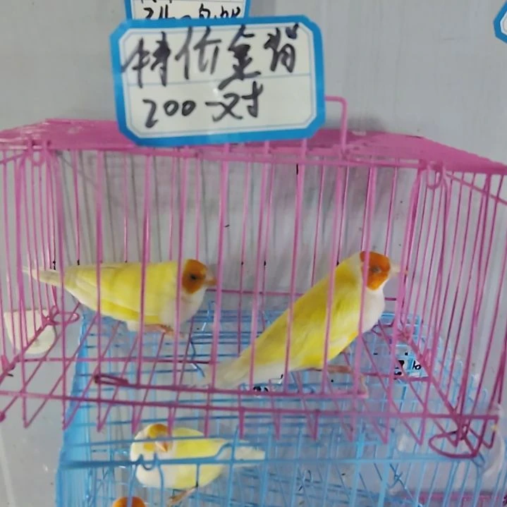 原***我文鸟特价金背一对包活到家收到货拍开箱