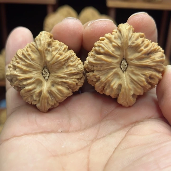 完全开放海*南疆石