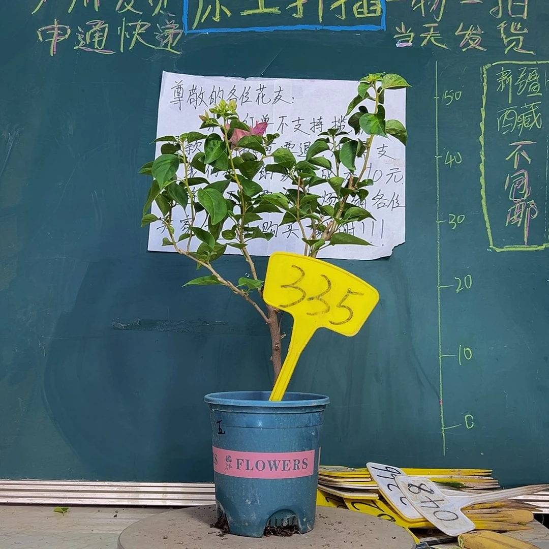 当前无花栽培后可以开花暗斑五宝335