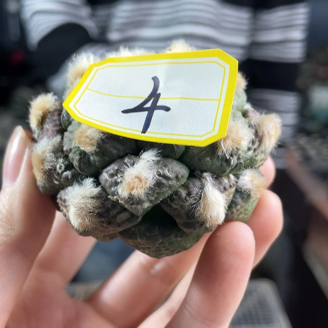 爱**秋4号自根龟甲连山6.2