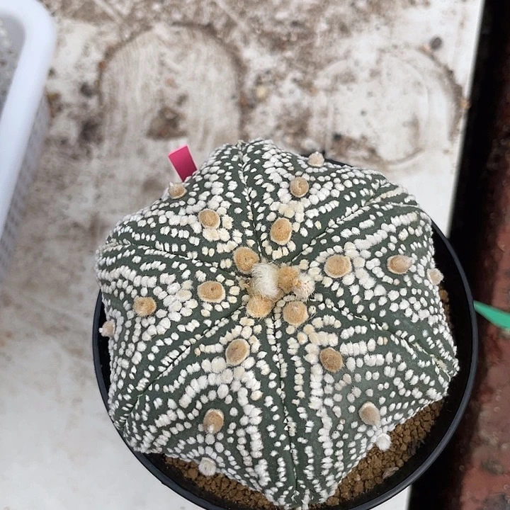 六棱兜福利福利福利