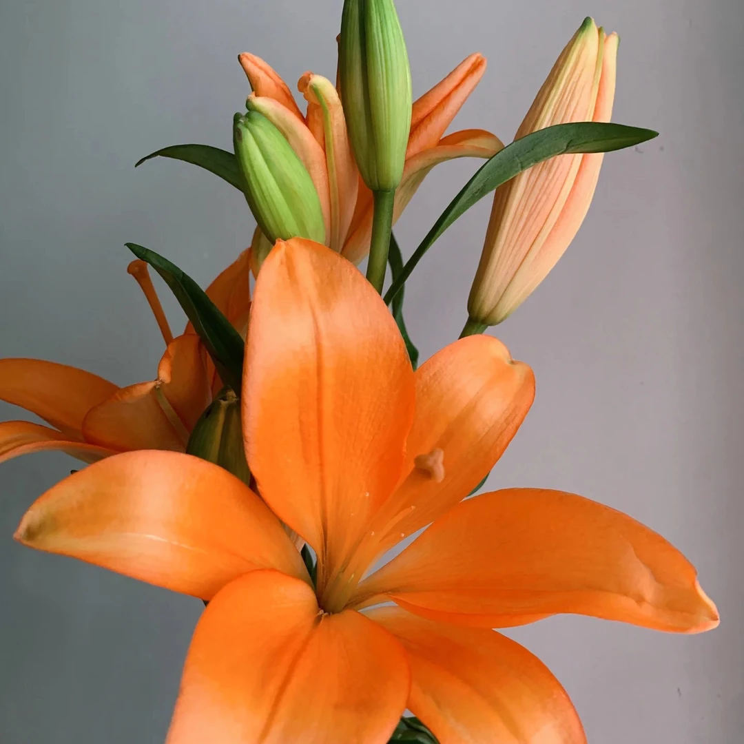 橙色梦想亚百合云南基地直发水养家用高级鲜花鲜切花