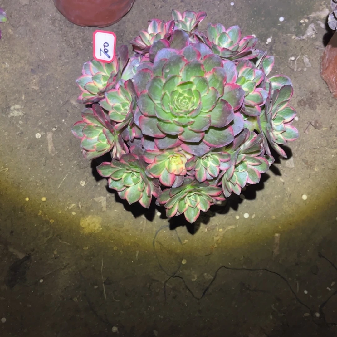 蛟***海700多肉植物纳福法师