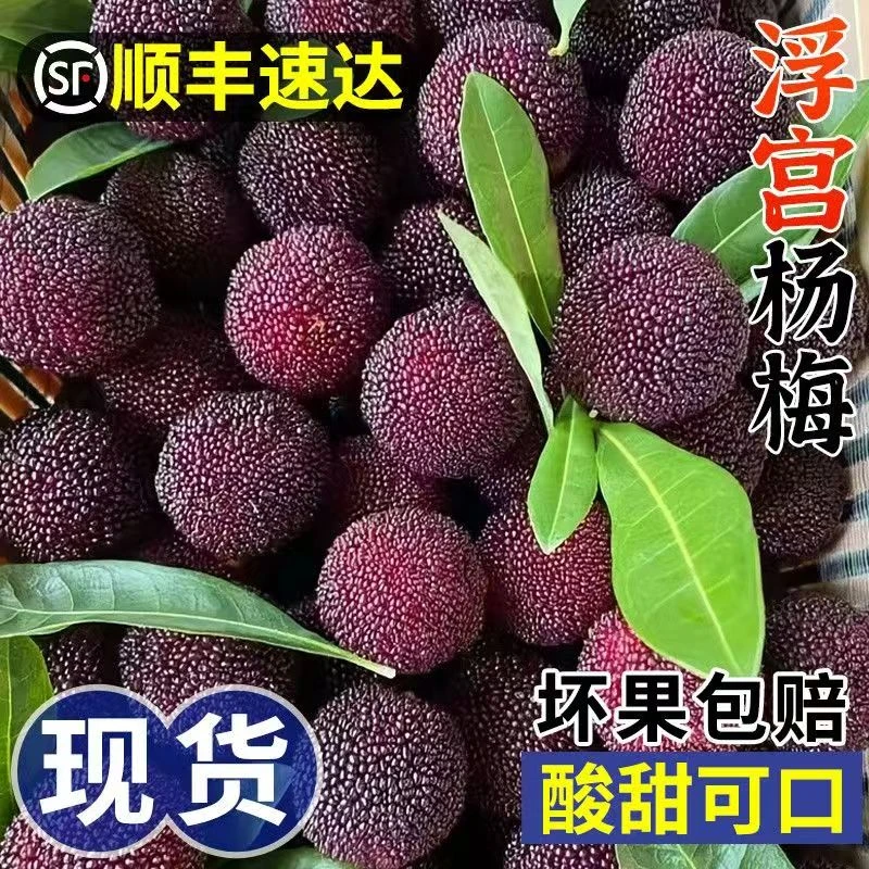 正宗福建浮宫杨梅当季新鲜水果现采现发1-3斤福建省