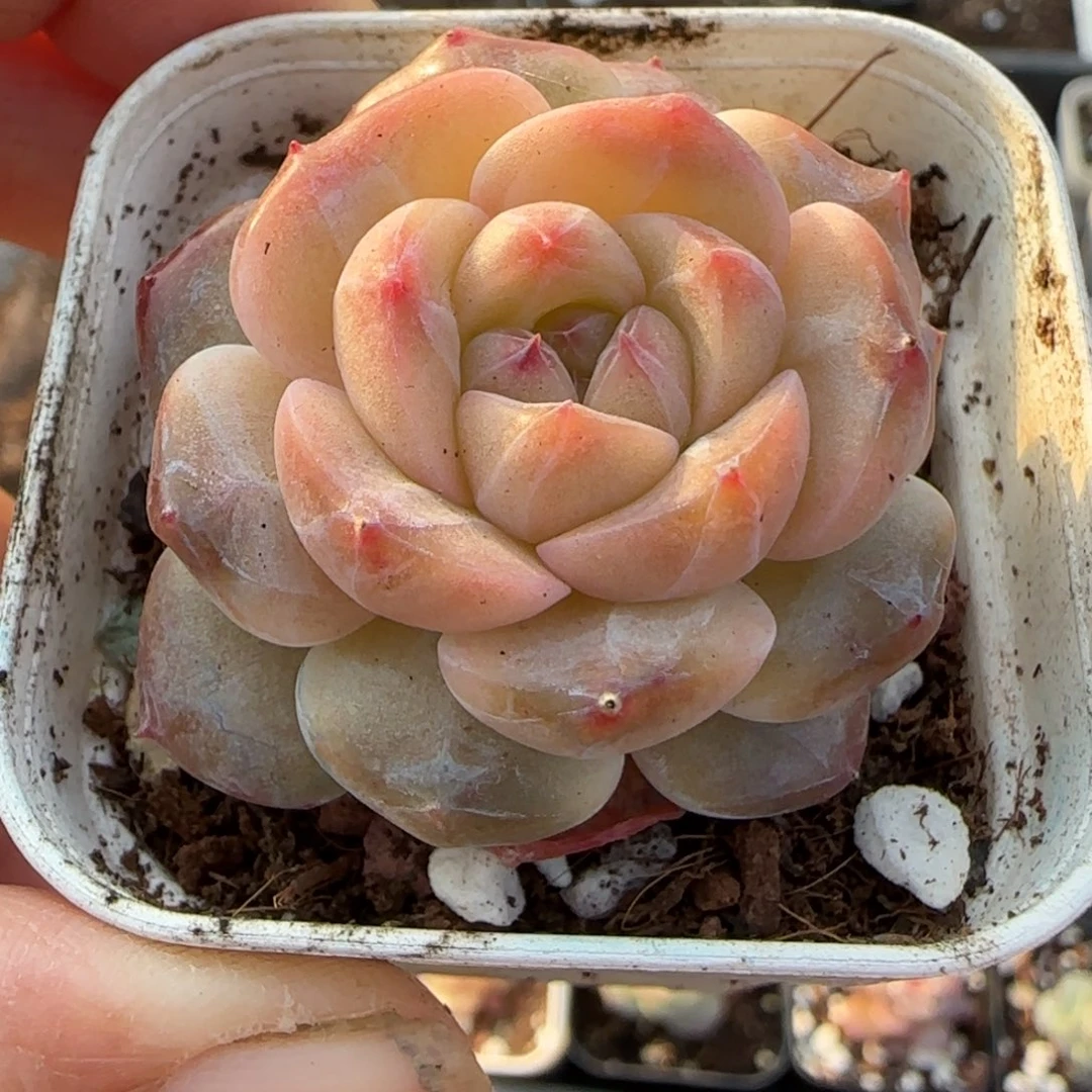 小卡拉米糖心一物一拍