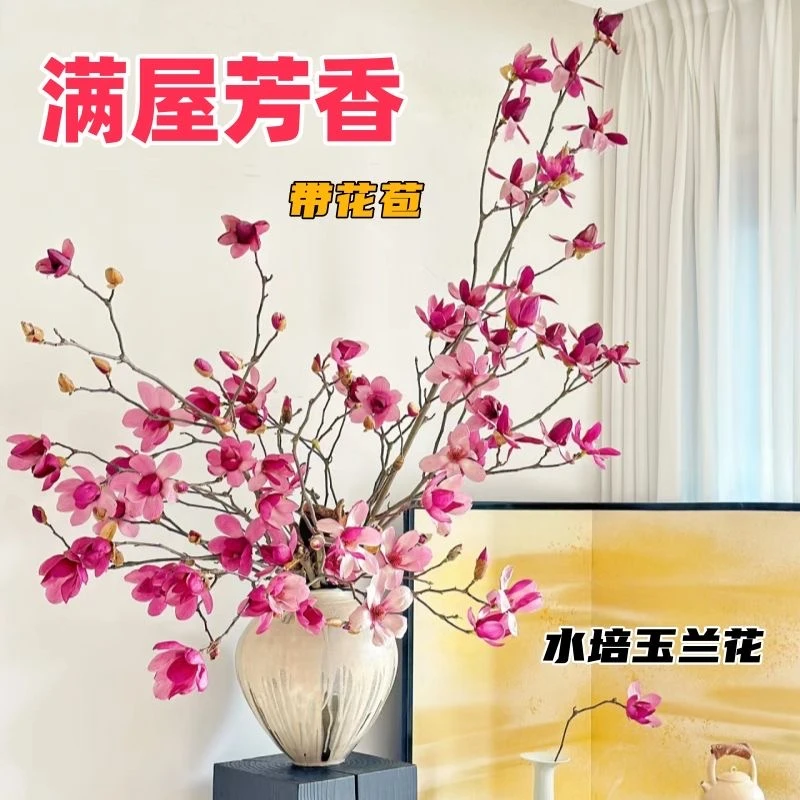 水培玉兰花鲜枝带花苞室内好养耐寒绿植鲜花卉