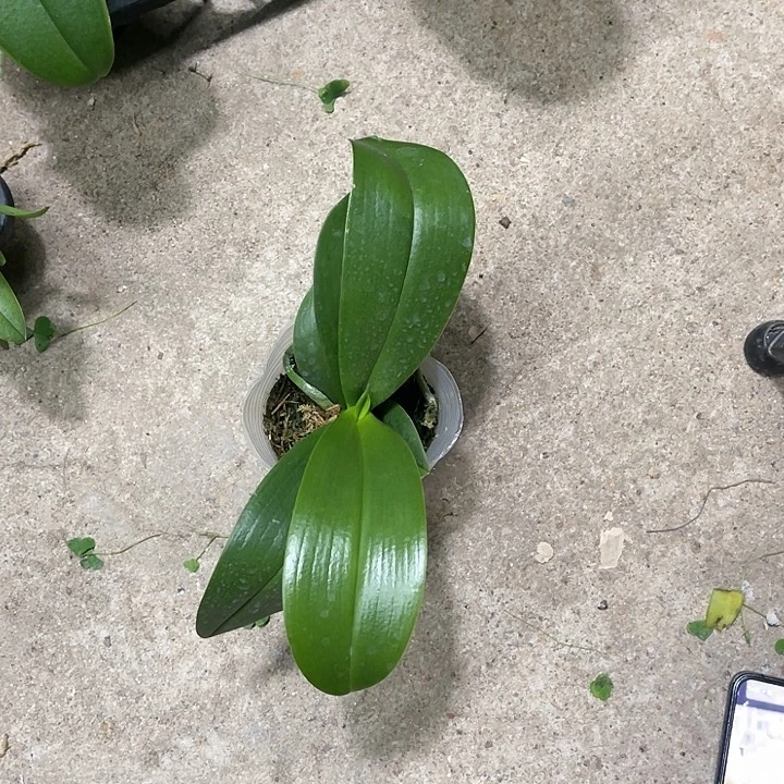当前无花栽培后可以开花小水仙