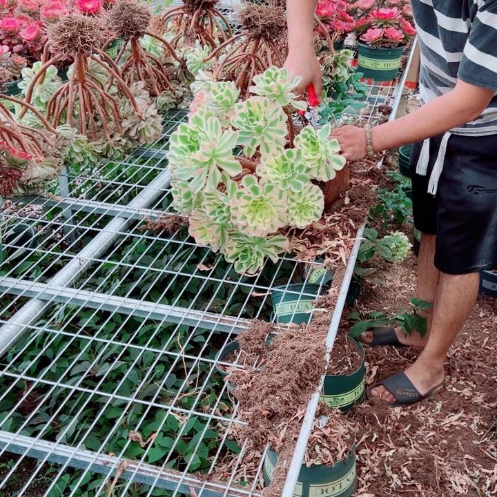 大颗白凤多肉法师