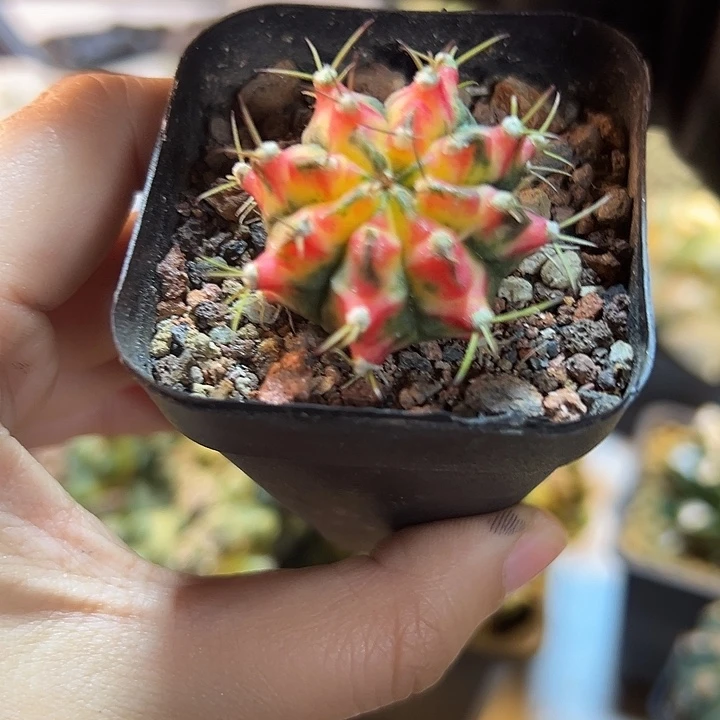 自根花蝴蝶3.4公分