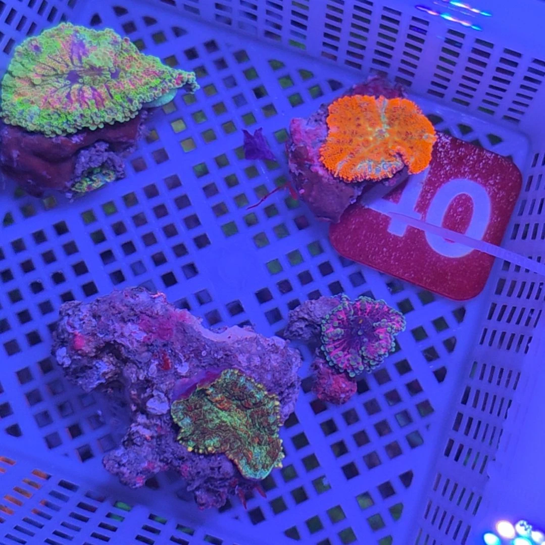 中国大陆40 号框空运包邮