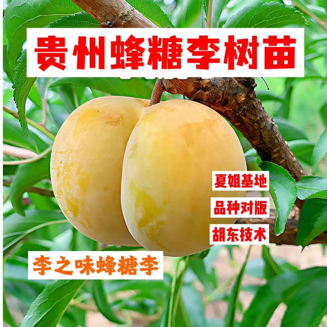 贵州蜂糖李子树苗脆甜离核李子树苗胡东夏姐基地蜂糖李树苗