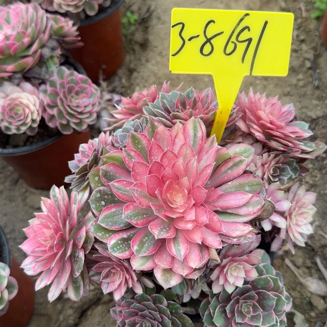 3-8691-++黑魔锦多头