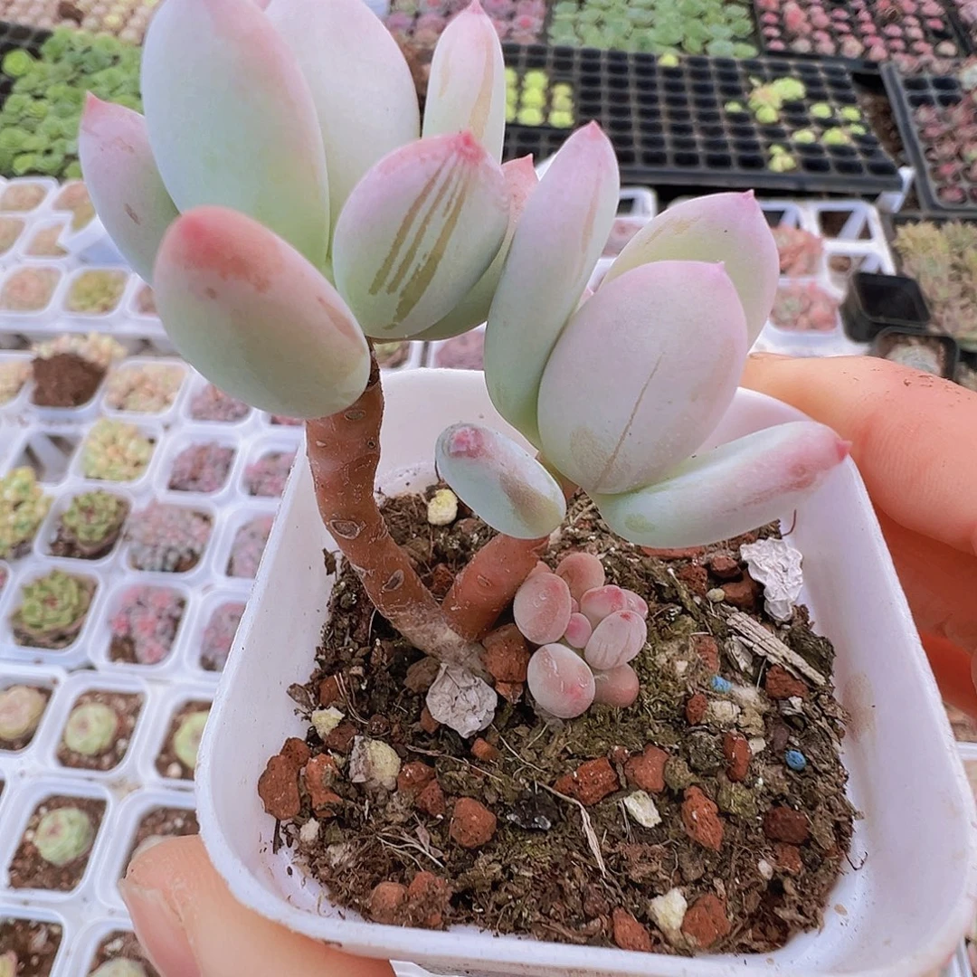 苹果奶19包邮多肉植物