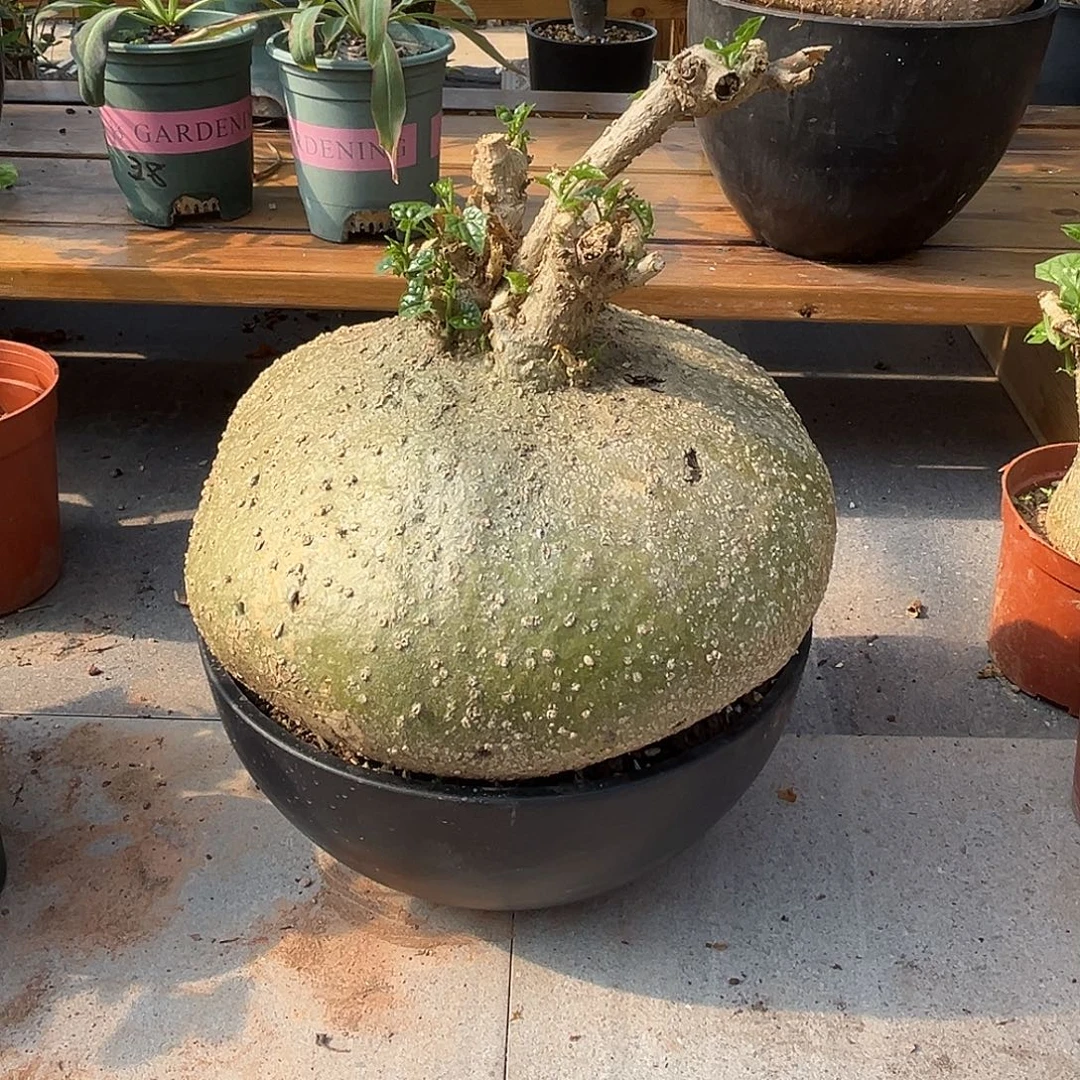 汤圆植物银叶睡布袋原价380