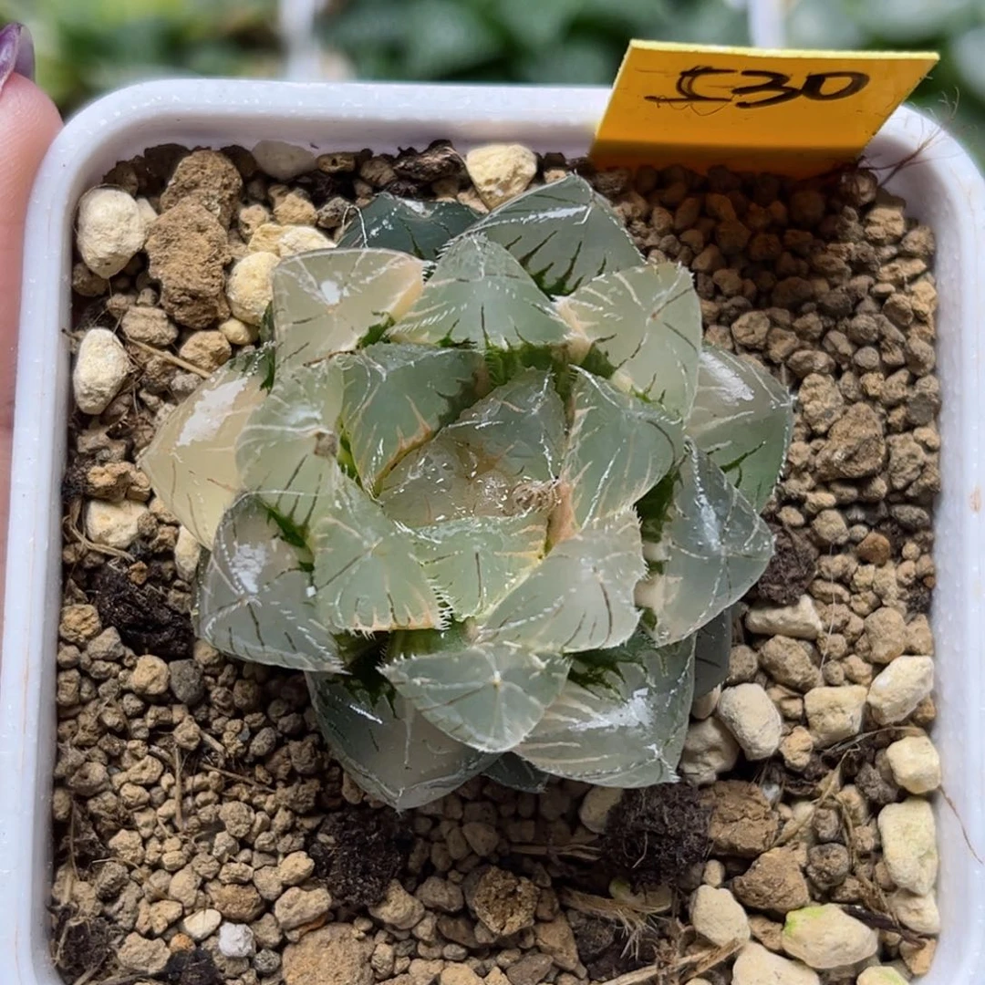 530白刺线玉露锦哈哈哈哈