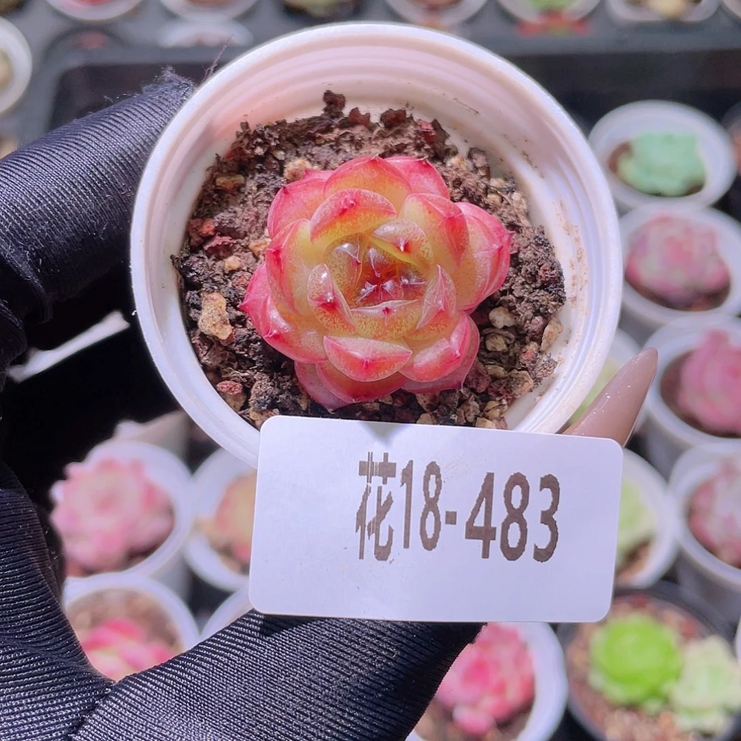 花利美18-483新品