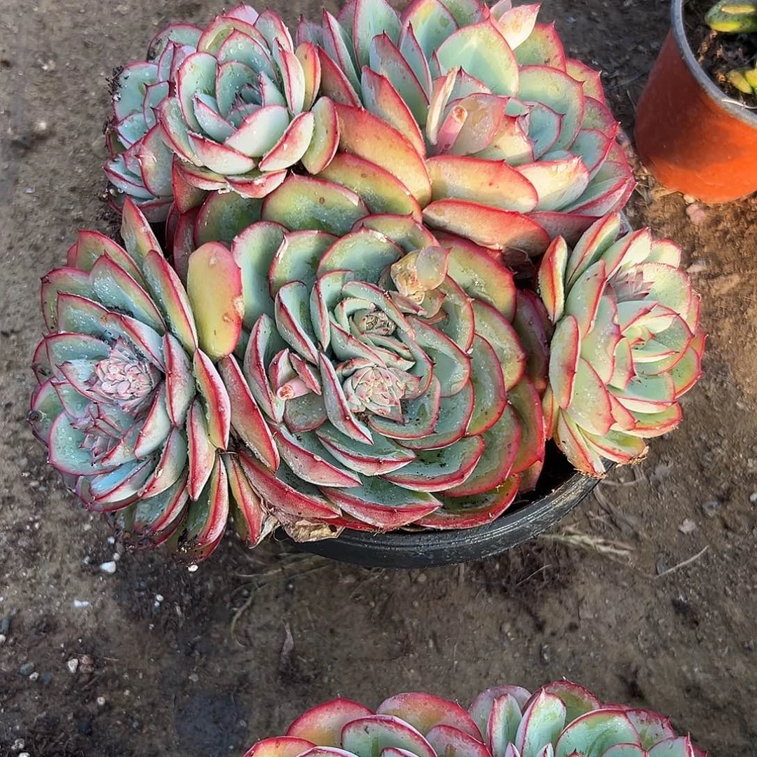 多肉植物大群牡丹亭